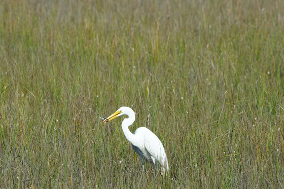 Croatan National Forest
