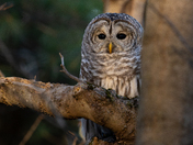 Barred Owl