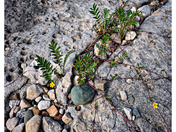 MANITOULIN SIMPLE BEAUTY