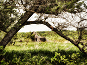 FROM THE BEAVER ROAD