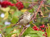 Birds and Berries