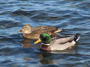 A Lovely Couple!
