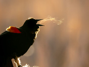 Morning Blackbird Song 