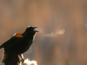 Morning Blackbird Song 