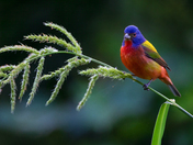 Arthur R. Marshall Loxahatchee National Wildlife Refuge
