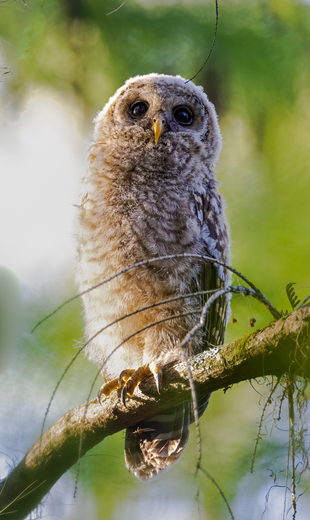 Arthur R. Marshall Loxahatchee National Wildlife Refuge