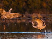 Cosumnes River Preserve