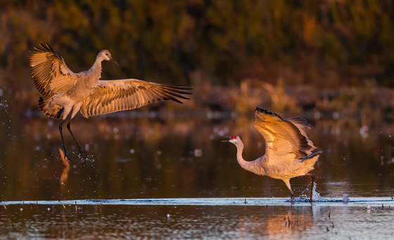 Cosumnes River Preserve