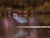 Cosumnes River Preserve