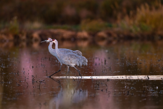 Cosumnes River Preserve