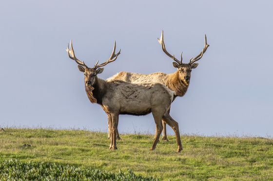 Point Reyes National Seashore