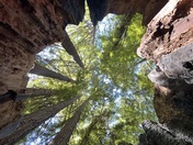 Redwood NP