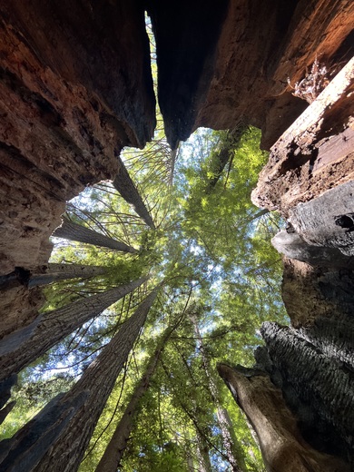 Redwood NP