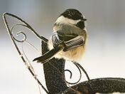 Chickadee 