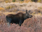Pike National Forest