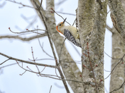 Red-bellied Woodpecker