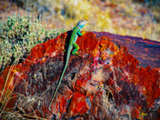 Petrified Forest National Park, Arizona