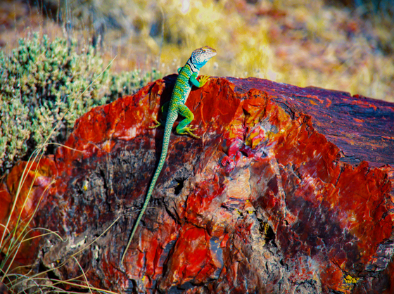 Petrified Forest National Park, Arizona