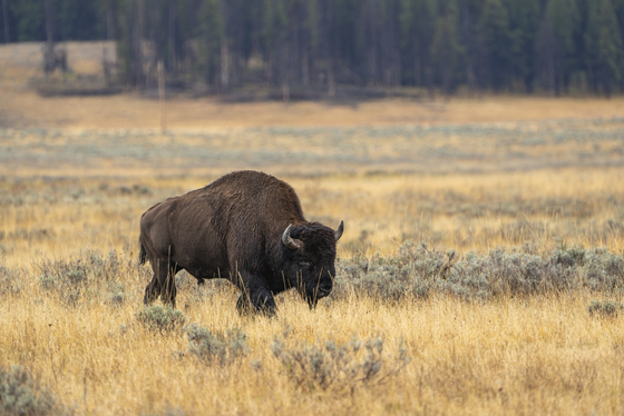 Yellowstone National Park