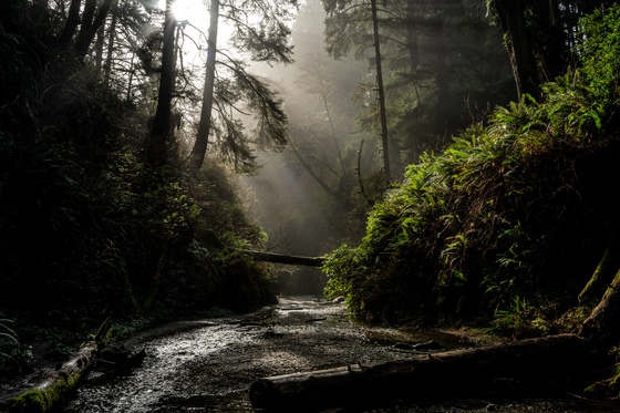 Redwood National Park
