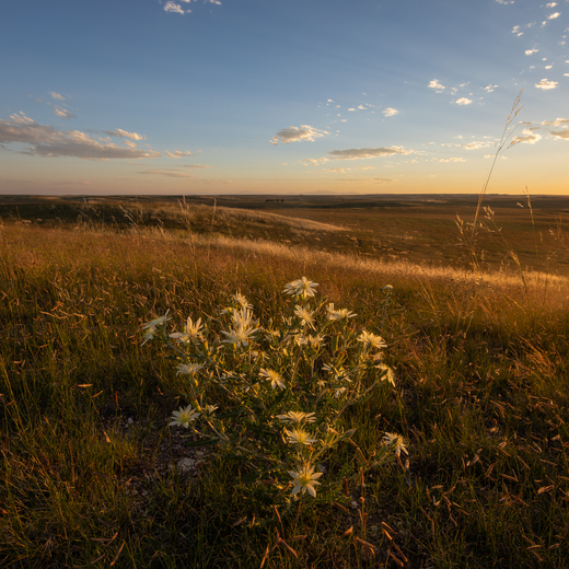 Pawnee National Grassland