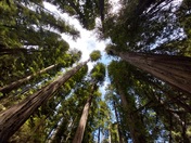 Redwoods National and State Park