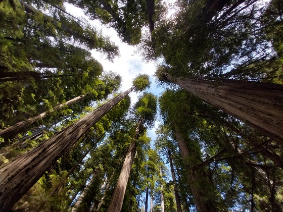 Redwoods National and State Park