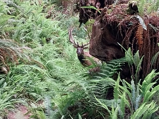 Redwoods National and State Parks