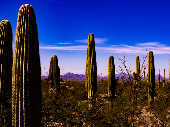 Saguaro National Park West