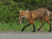 Bringing home the bacon... 