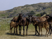Little Missouri National Grassland