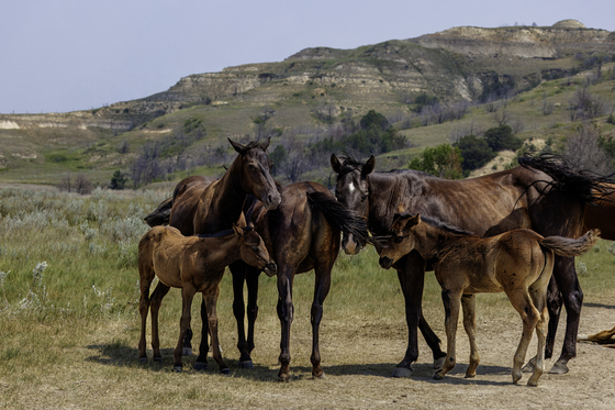 Little Missouri National Grassland