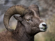 California Bighorn Ram with a Problem