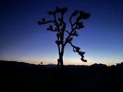 Joshua Tree National Park