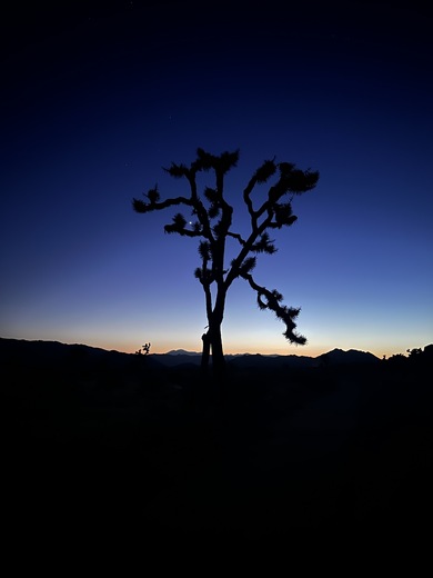 Joshua Tree National Park