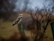 Short Eared Owl