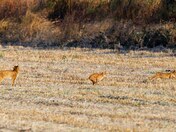 Alligator river national wildlife refuge 