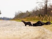 Alligator river national wildlife refuge 