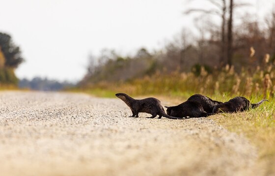 Alligator river national wildlife refuge 