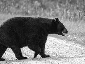 Alligator river national wildlife refuge 