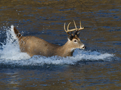 Ozark National Scenic Riverways