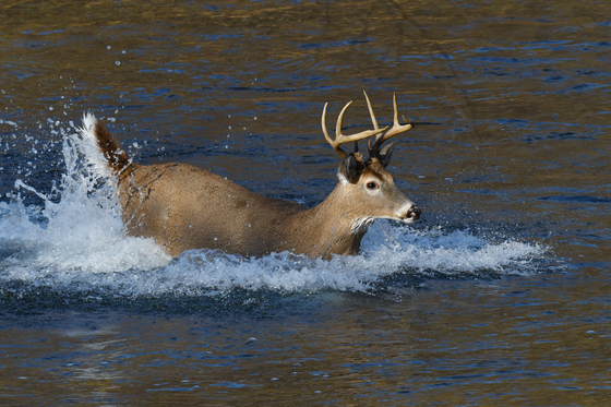 Ozark National Scenic Riverways