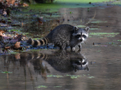 Ozark National Scenic Riverways