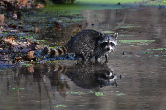Ozark National Scenic Riverways