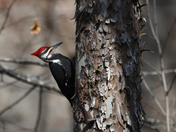 Ozark National Scenic Riverways 