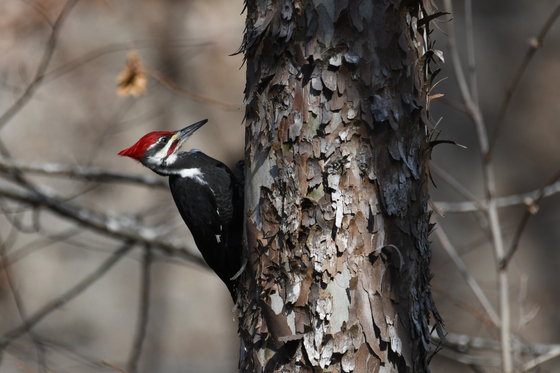 Ozark National Scenic Riverways 