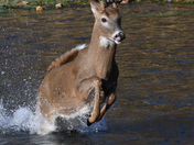 Ozark National Scenic Riverways