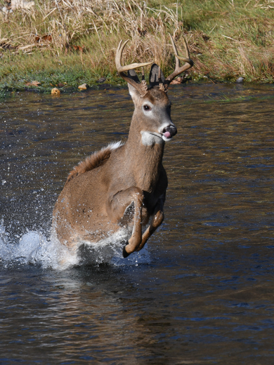 Ozark National Scenic Riverways