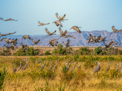 Sonny Bono Salton Sea National Wildlife Refuge 