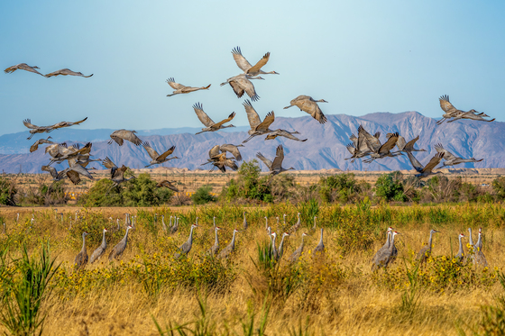 Sonny Bono Salton Sea National Wildlife Refuge 